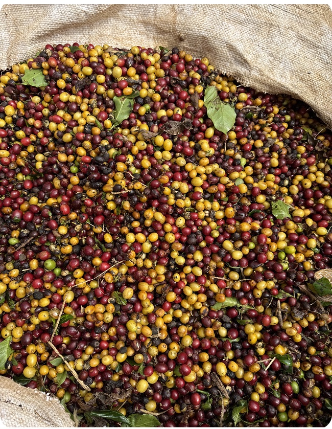 木になるコーヒー豆